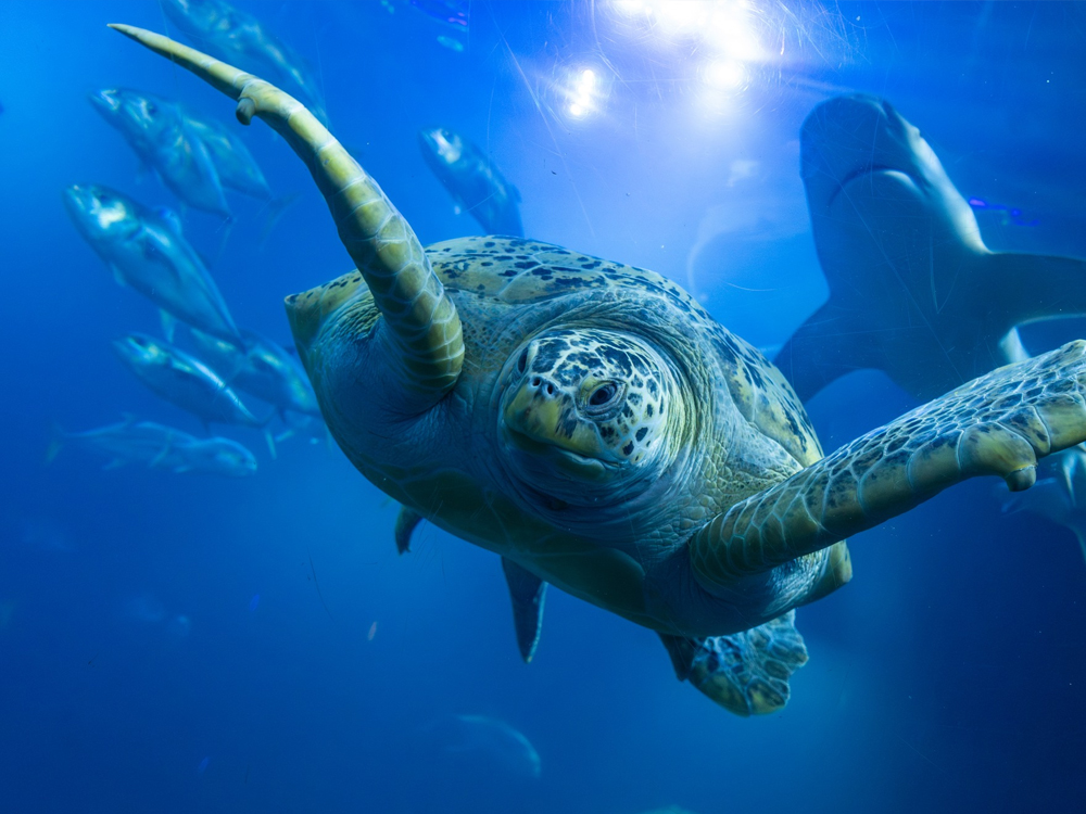 National Marine Aquarium