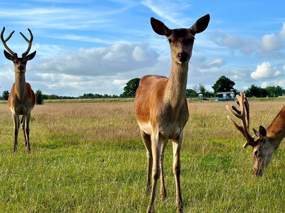 Farmer Palmer's Farm Park