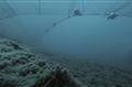 The Bottom Line: The Call to End Bottom Trawling in Marine Protected Areas