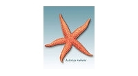 Seastar Survey