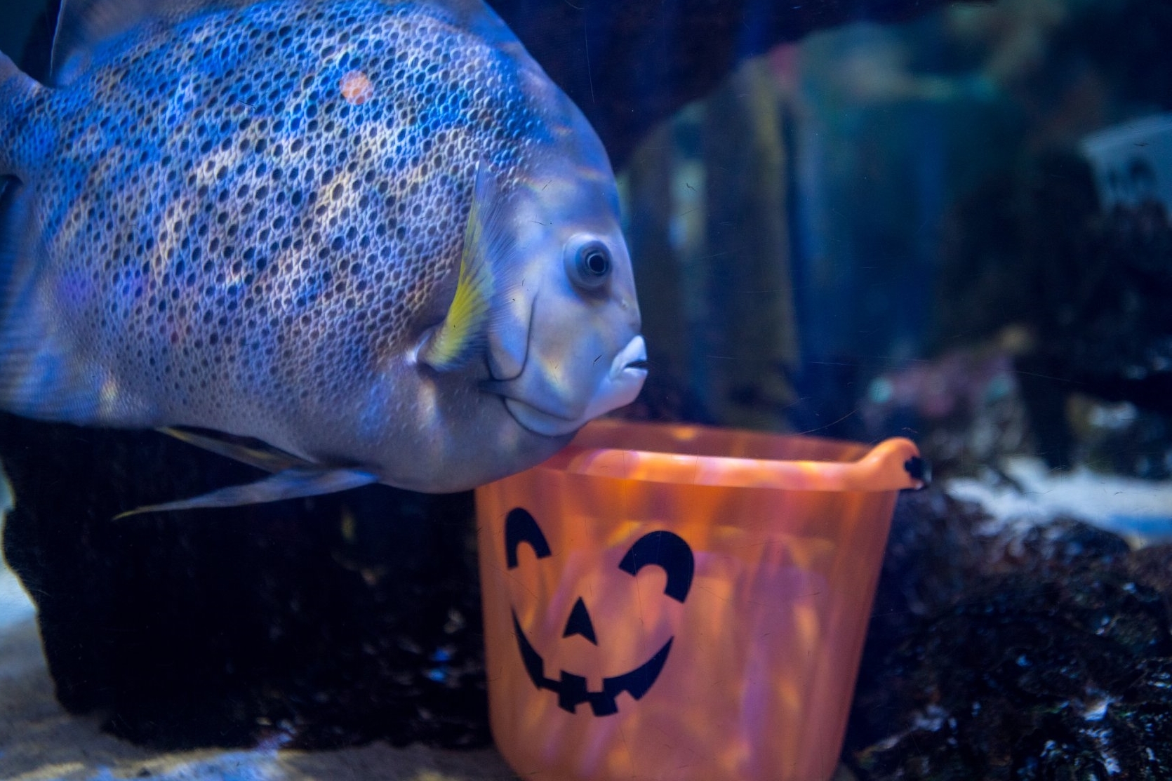 Halloween Treats 2025